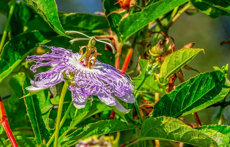 Moonflower